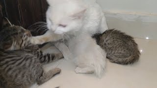 Orphan Kitten’s First Attempt to Steal Milk Ends in Mother Cat’s Attack MQDEFAULT Thumbnail