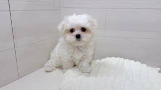 マルチーズの動画01