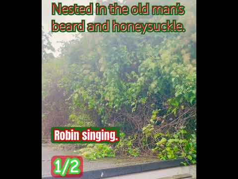 Stich - Robin Redbreast - Misc Originals