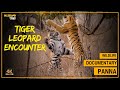 Close encounter of Leopard with 4 Tigers| Tiger documentary from Panna Tiger Reserve #wildlife DEFAULT Thumbnail
