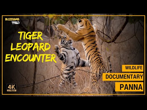 Close encounter of Leopard with 4 Tigers| Tiger documentary from Panna Tiger Reserve #wildlife