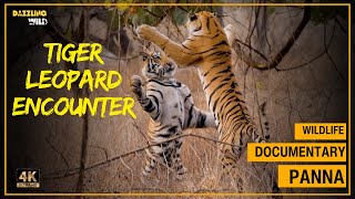 Close encounter of Leopard with 4 Tigers| Tiger documentary from Panna Tiger Reserve #wildlife MQDEFAULT Thumbnail