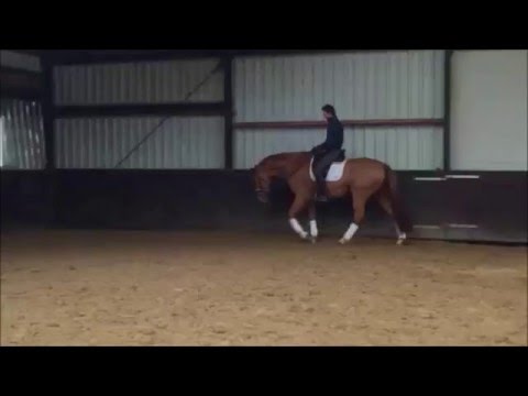 Fantastic 8 year old, 17.1hh dressage gelding. Wonderful elastic gaits and super to ride...