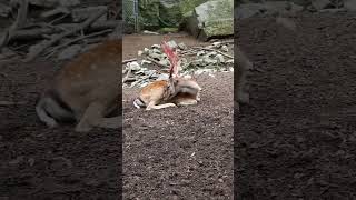 European Fallow Deer Antlers Shed #nature #wildlife #summer #deer #antlers #shedding #shorts