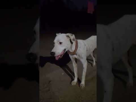 Dog shorts|😱#youtubeshorts #shorts