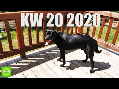 Vlog / KW 20 2020 / Unfall, Prügelei und Eddy Eddy Eddy