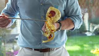 Cervical & Lumbar Spine Nerve Root Pathway