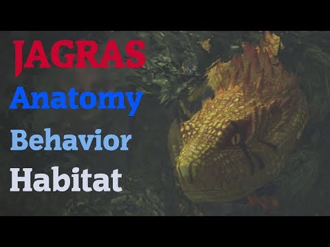 Creature Design: Jagras from Monster Hunter: World (2018)
