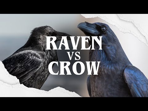 Raven VS Crow: The Battle of The Black Birds!