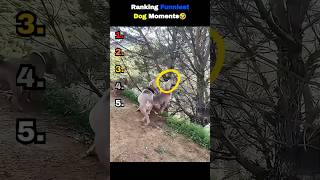 Download lagu Ranking Funny Dog Video! 😂 #funny #dog #shorts mp3