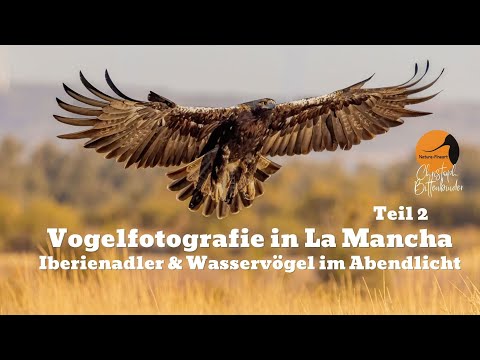 Vogelfotografie in La Mancha, Spanien – Iberienadler & Wasservögel | Bird Photography Spain (Teil 2)