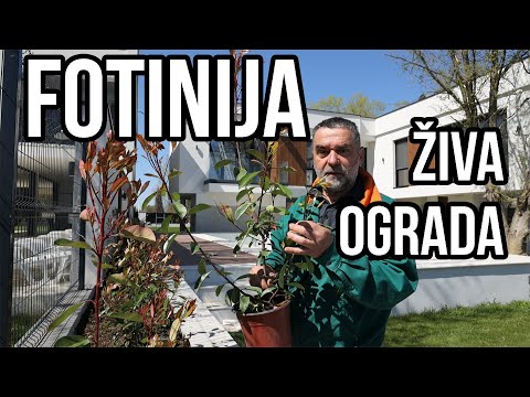 Fotinija-živa ograda