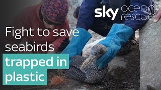 Ocean Rescue: Fight to save dozens of seabirds trapped in plastic
