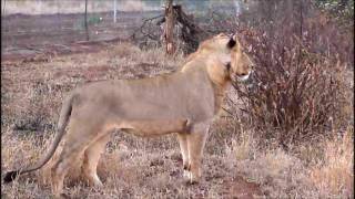 Drive in Kruger National Park (Part 3 of 7)a