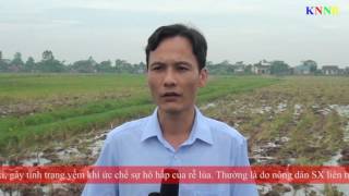 Biện pháp khắc phục lúa ngộ độc hữu cơ