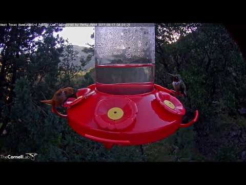 Flashy Male Broad-tailed Hummingbird Defends Nectar Port – August 17, 2017
