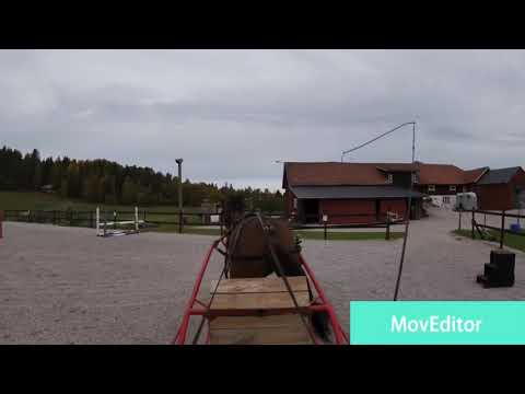 Inkörning av unghäst, alias Ragge, 2020-10-22