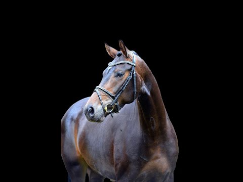 SOLD: SO CUTE *2019 Hann mare by Sezuans Donnerhall-Fürstenball