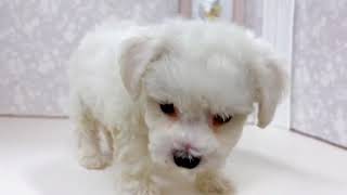 ビションフリーゼの動画01