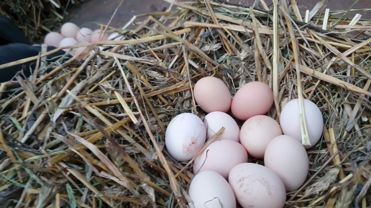 Cum Punem Clo?te cu 90% Procentaj de Incubare