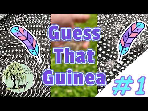 Guess That Guinea - Color Trivia #1