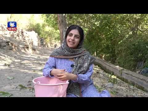 بەڤیدیۆ.. زیاتر لە ٨٥٠ ھەزار داری گوێز لە ھەورامان ھەن