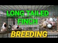LONG TAILED FINCH BREEDING