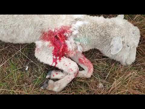 Matanza de lanares en Cerro de las Cuentas (IV) (Cerro Largo) 01-09-20