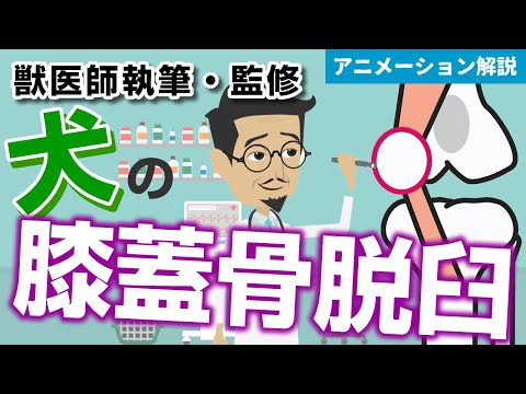 犬の膝蓋骨脱臼 - 症状と治療法