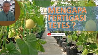 Download lagu Mengapa Saya Memilih Fertigasi Tetes - Berbagi Pengalaman Menanam #melon mp3 Download lagu Mengapa Saya Memilih Fertigasi Tetes - Berbagi Pengalaman Menanam #melon mp3