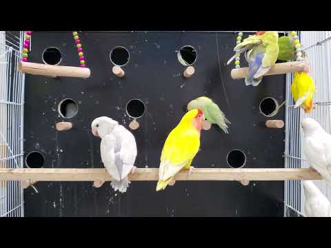 Agapornis African lovebirds sounds chirps 2 hours 