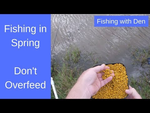 Fishing Tips for Spring - Feed Carefully to Catch More Carp