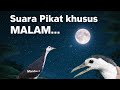 Suara Pikat Ruak MALAM Ampuh Waterhen Sound Night Bird Sound Voice Chim Quock 100