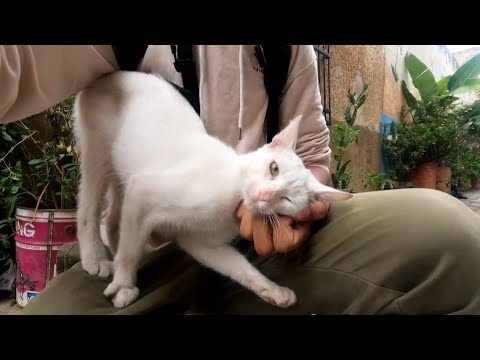 The white street cat is a very affectionate.