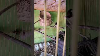 Download lagu Ternak Burung EMPRIT #ternakburung #emprit mp3 Download lagu Ternak Burung EMPRIT #ternakburung #emprit mp3