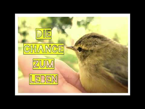 Chance zum Leben