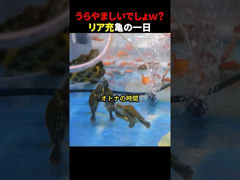 うらやましいでしょｗ？リア充亀の一日 #ほっこりショート