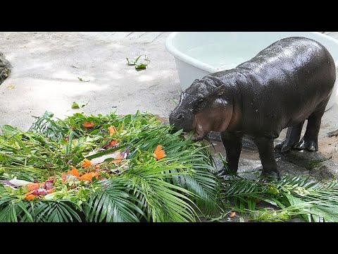 Thailands Star-Baby-Flusspferd Moo Deng feiert seinen ersten Geburtstag