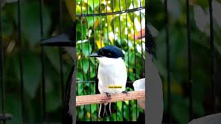 Download lagu jinjing batu gacor #kicaumonster #jinjingbatu mp3