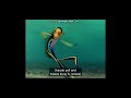 Shark Tale Oscar Earnie Bernie Screaming