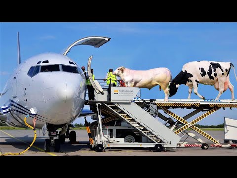 How To Export and Import Millions of Livestock Cows Sheep Pig By Sea, Air, & Road
