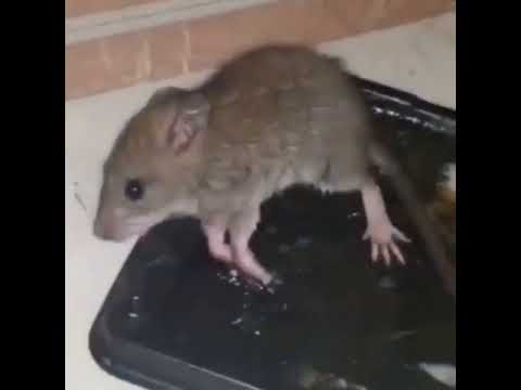 Факин крыса