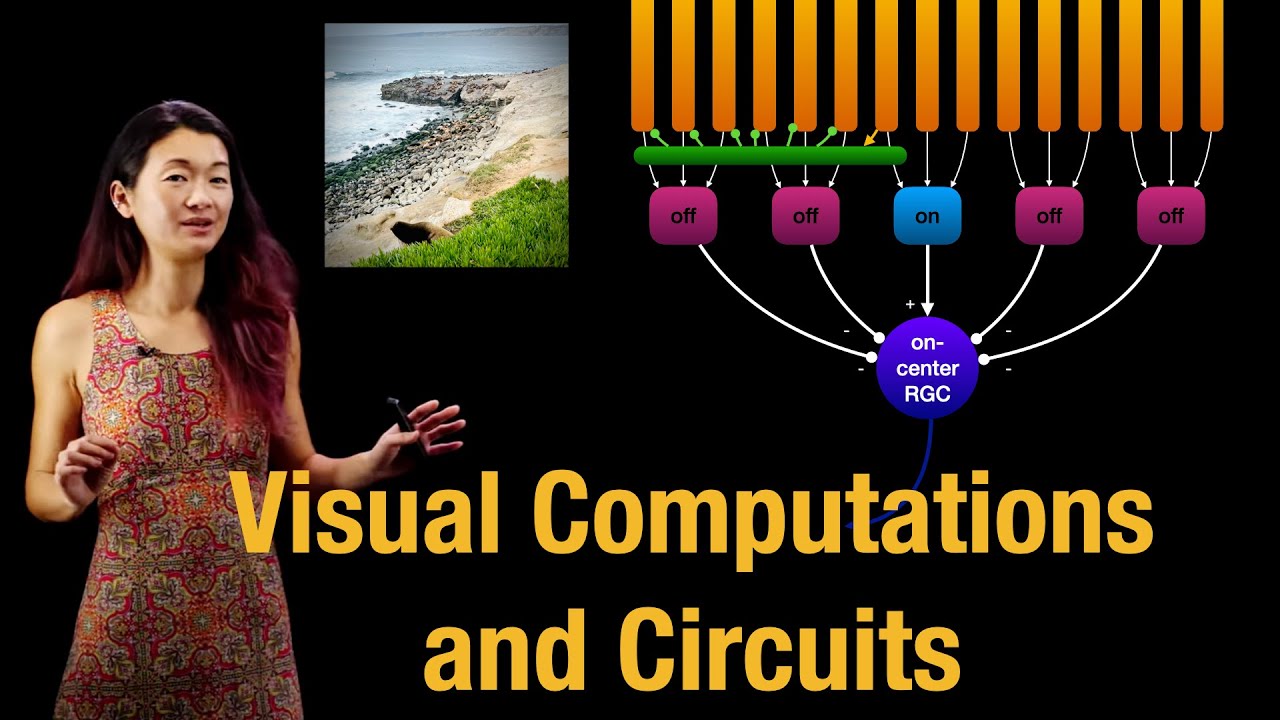 Visual Computations and Circuits | Receptive Fields | Sparse Coding Hypothesis