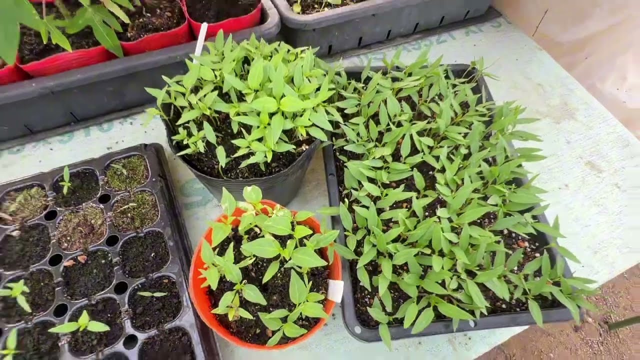 เพาะพริกอัมพวา  ชนบทญี่ปุ่น2569