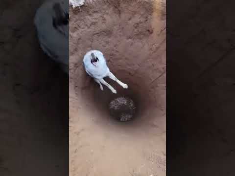 🐺 COYOTE CAUGHT! Scrappy Predator in the Pit! 【絶体絶命】コヨーテが罠に転落！上から捉えた焦燥の叫び