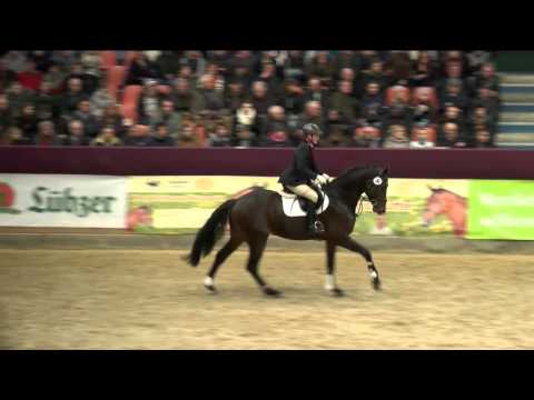 Cormitender Hengstpräsentation 2016