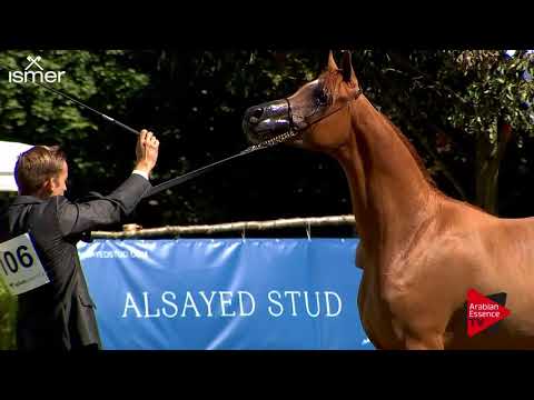 N.106 D ASALI - Strohen 2018 B Int