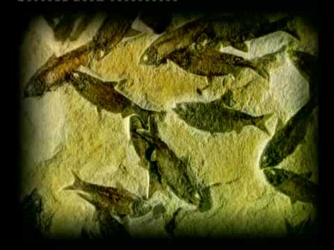 ALLAH bzw.GOTT hat alles erschaffen 4/7