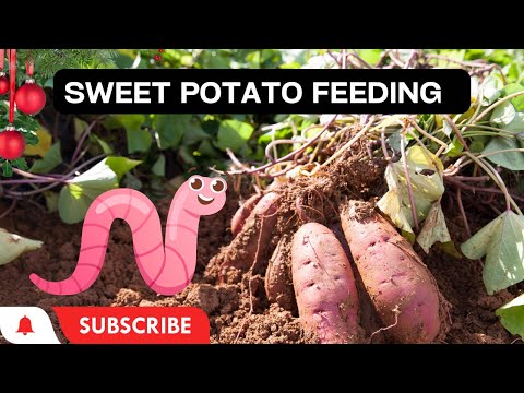 Experiment time with the adult red wigglers  VLOGMAS#3 #redwigglers #wormcomposting