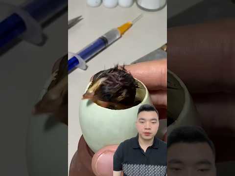 Growing a chicken - How A Chick Born From A Egg 🐣